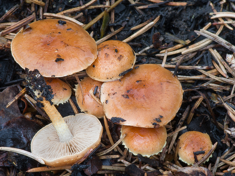 Pholiota highlandensis